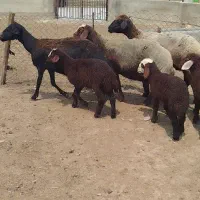 3عدد گوسفند بره دار