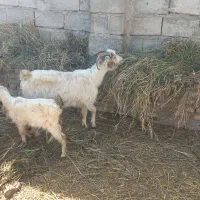 دوعددبزوسه تابزغاله