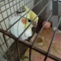 جوجه عروس هلندی لوتینو گمشده گلباران،رستمی