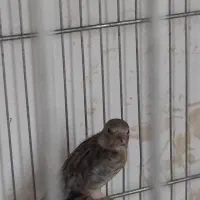 سهره قناری