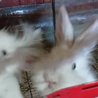 خرگوش آنگورا