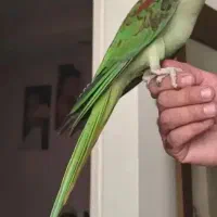 شاه طوطی ملنگو سینم