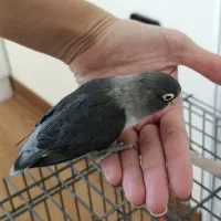 کوتوله بلک کوتوله مشکی سیاه جفت با قفس و وسایل