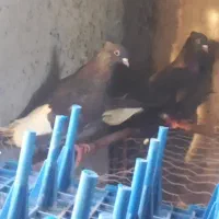 فروش پرنده