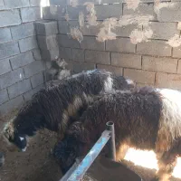 بره کشتاری