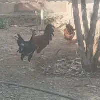 مرغ وخروس