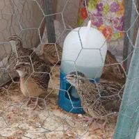 بلدرچین گوشتی ۲۰۰ تومن