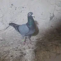 جانسون دوبر نرو ماده