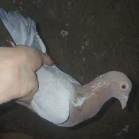 کفتر پلاکی چادری