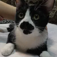 ۴ تا پیشی|گربه|تبریز, |دیوار