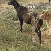 سه عدد میش جوان ،چاق وابستن کشتار پروار