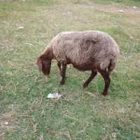 گوسفند افشار