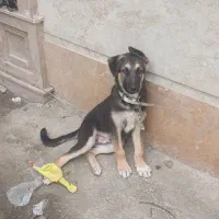 سگ دورگه