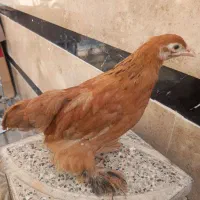 مرغ وخروس کوشین وبرهما