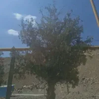 کارگر پسته چین