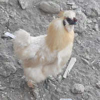 خروس ابریشمی سفید