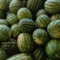 هندوانه شیرین عسل