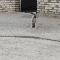 توله سگ سرابی