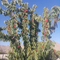 خانه باغ