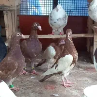 جوجه یهودی