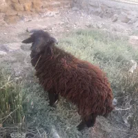 گوسفند