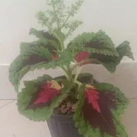 گل حسن یوسف