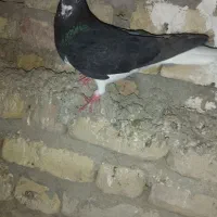 سینه زرد،شهری