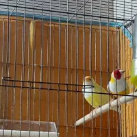 صورت نارنجی و قرمز