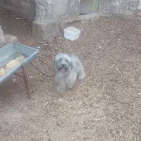 سگ شیتزو معاوضه با مرغ جوجه
