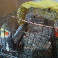 3 جفت عروس هلندی با 5 تا تخم