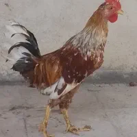 خروس عربی