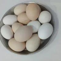 تخم مرغ