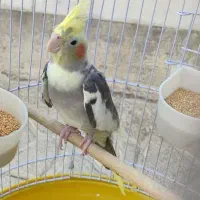 عروس هلندی نر