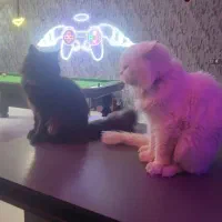 پرشین کلاسیک نر و ماده شناسنامه دار