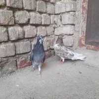 جفت گرفتنی