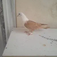 کفتر کلاغ زرد نر کبوتر پرشی