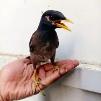 مینا سه ماهه افغانی نر درشت  افغانی  غذا میخوره