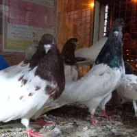 سالم وسرحال برای نگهداری