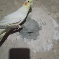 عروس هلندی ماده
