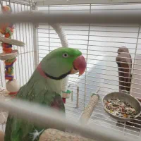 شاه طوطی