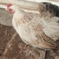 مرغ جاپنیز و خروس مینیاتوری