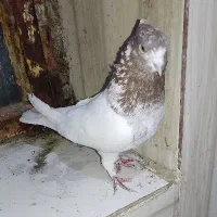 کبوتر نر کله سرخ مهر به زمانت میدمش گرفتنی