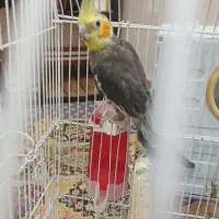 عروس هلندی