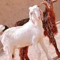 دوتا کهرع نر و ماده