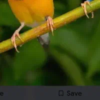گلدین یا نرگس مولد .باش