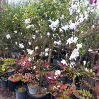 طراحی فضای سبز  گل‌های بیرونی و اپارتمانی