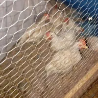 مرغ وخروس