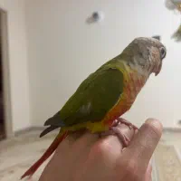 پرنده گرینچیک