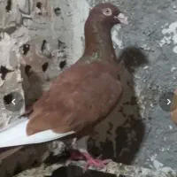 افشون سرخ باخت خورده
