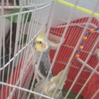 فروش دو عدد عروس هلندی